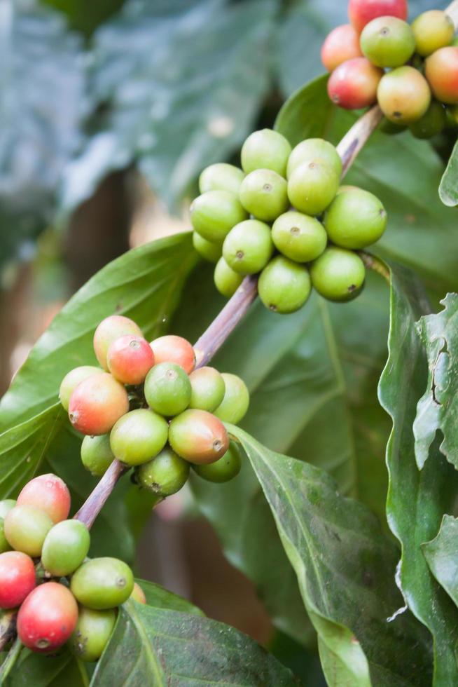 Green coffee berries photo