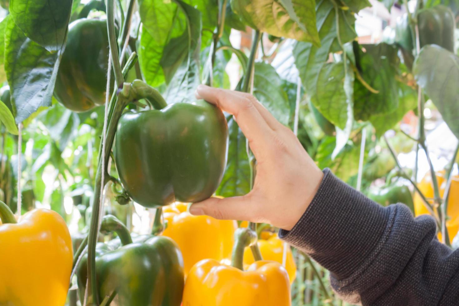 Hand holding a green bell pepper photo