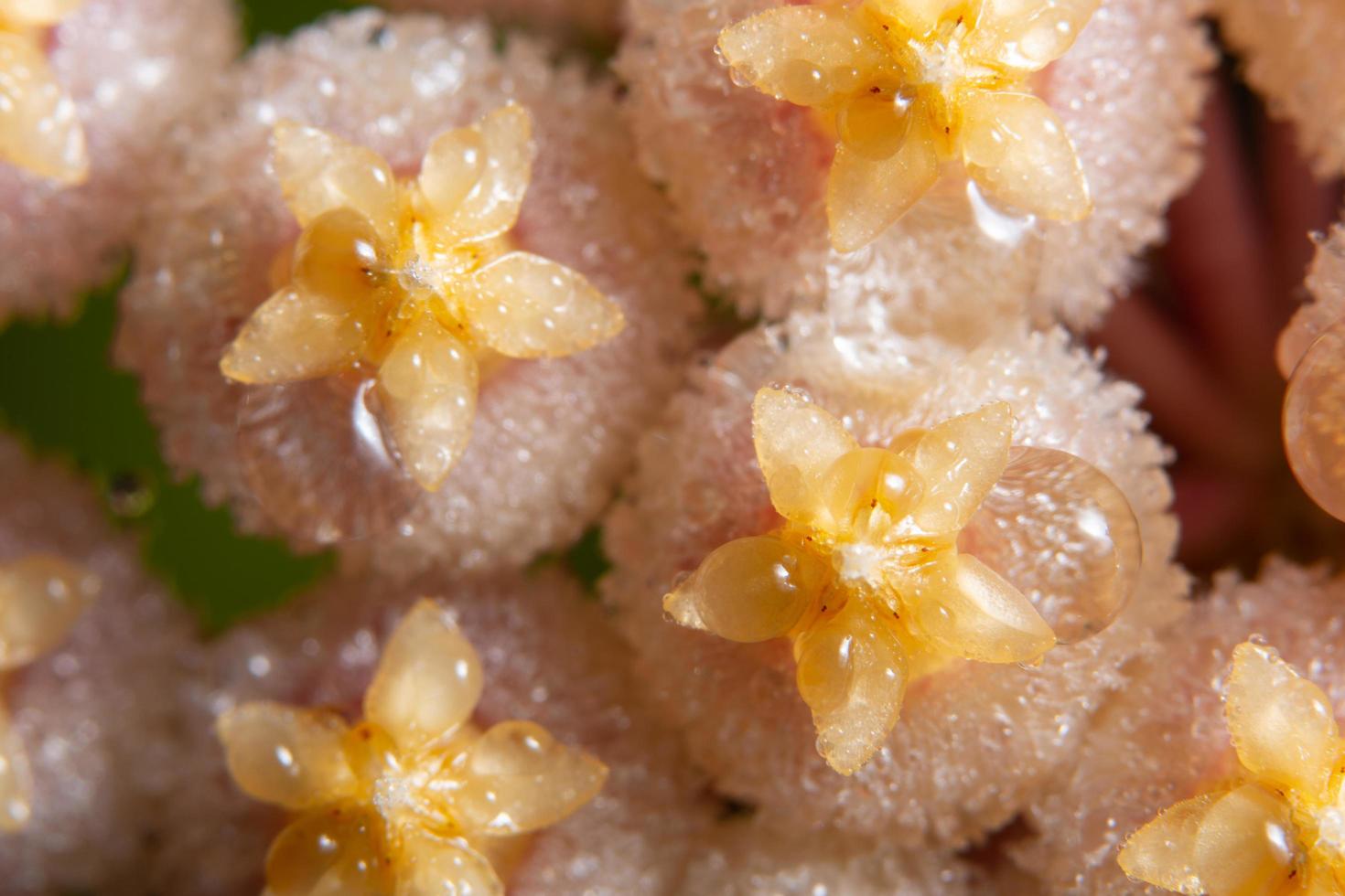 Hoya flowers, close-up photo