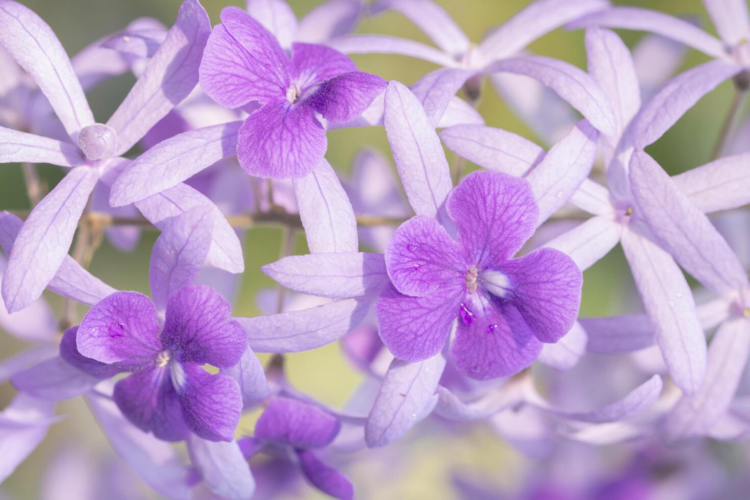 Flower close-up background photo