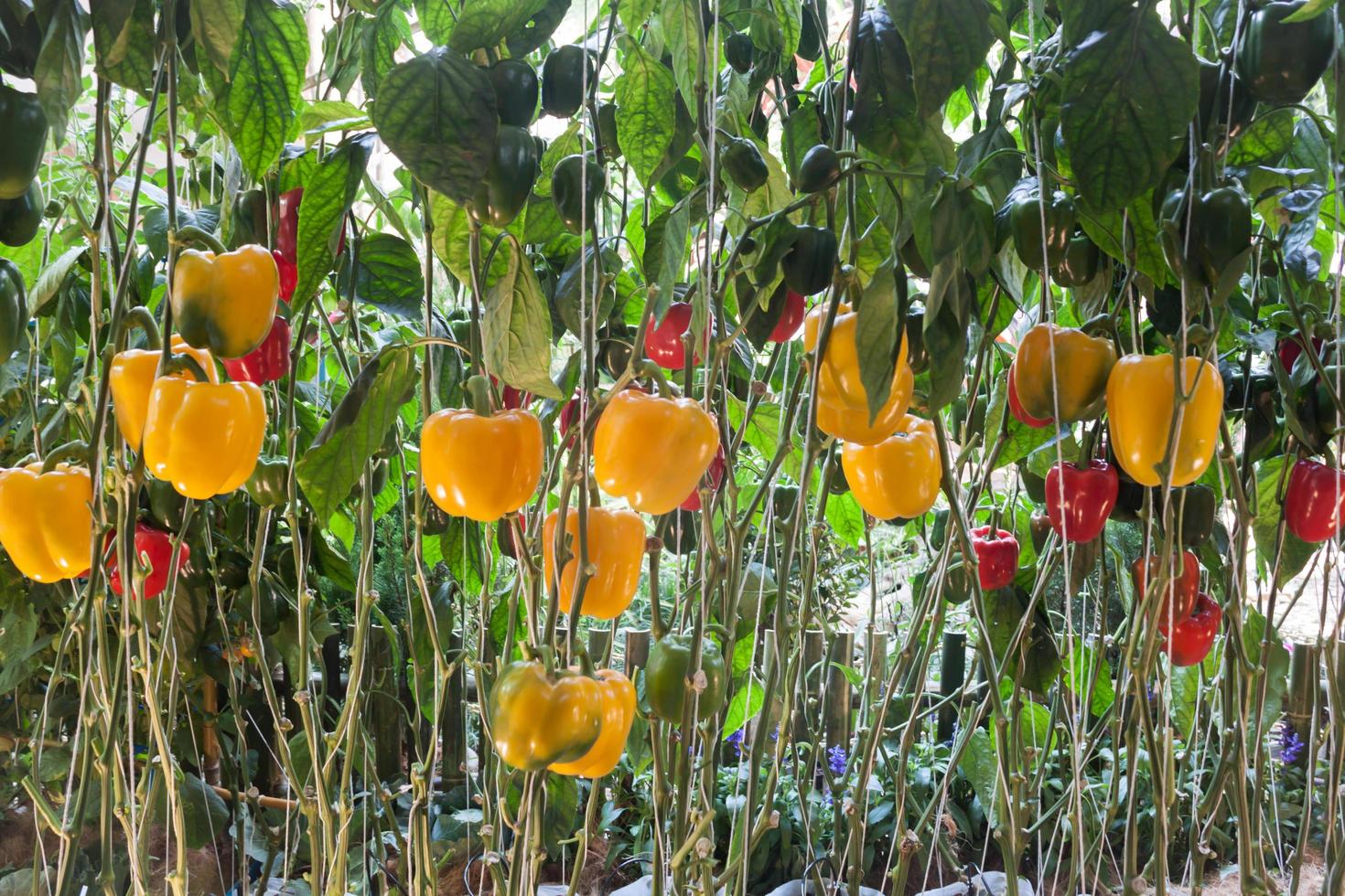 Bell pepper plants photo