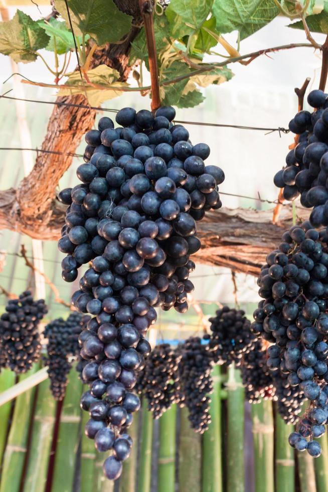 Bunch of purple grapes photo