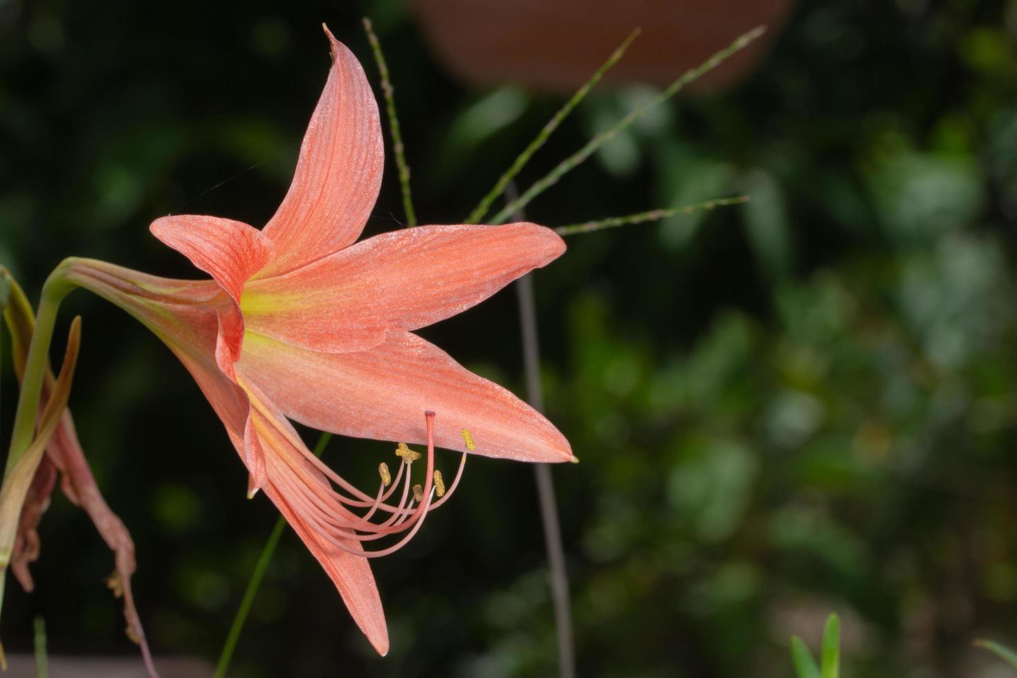 flor rosa, foto de primer plano