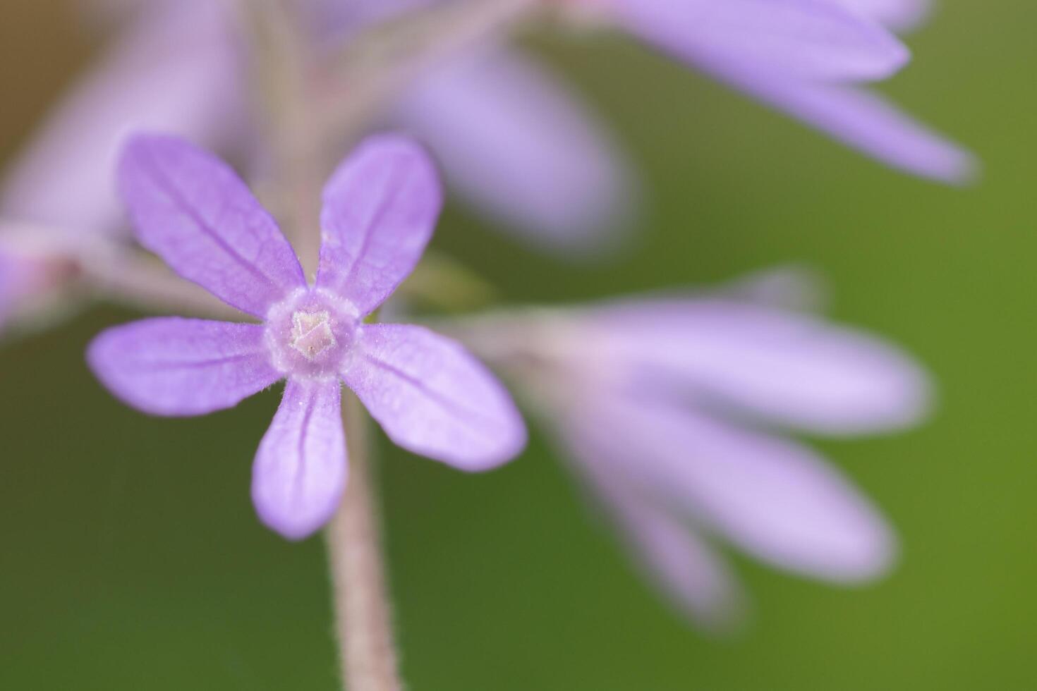 flor de fondo de cerca foto