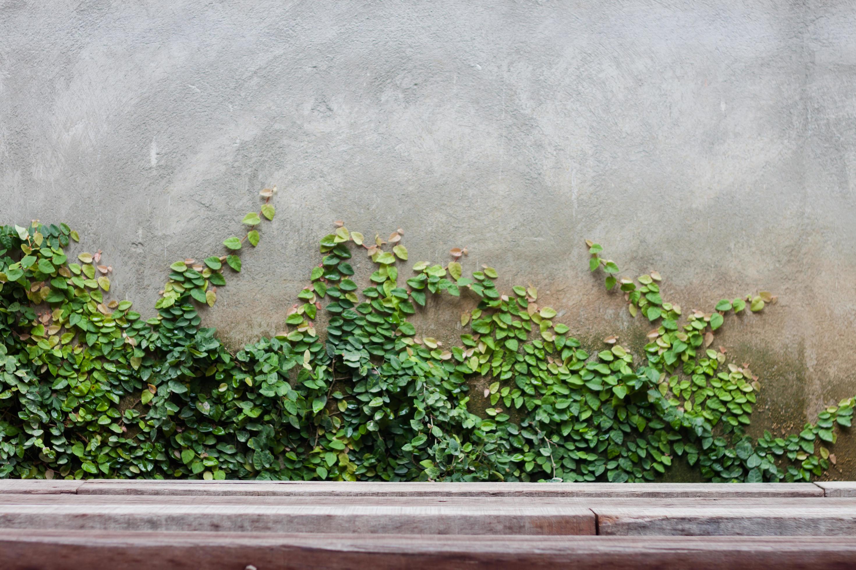 Ivy growing on a wall 1835849 Stock Photo at Vecteezy