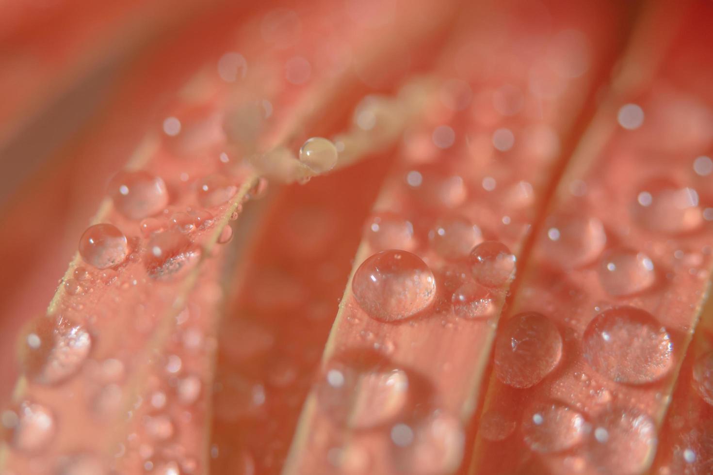 gotas de agua sobre pétalos de flores foto