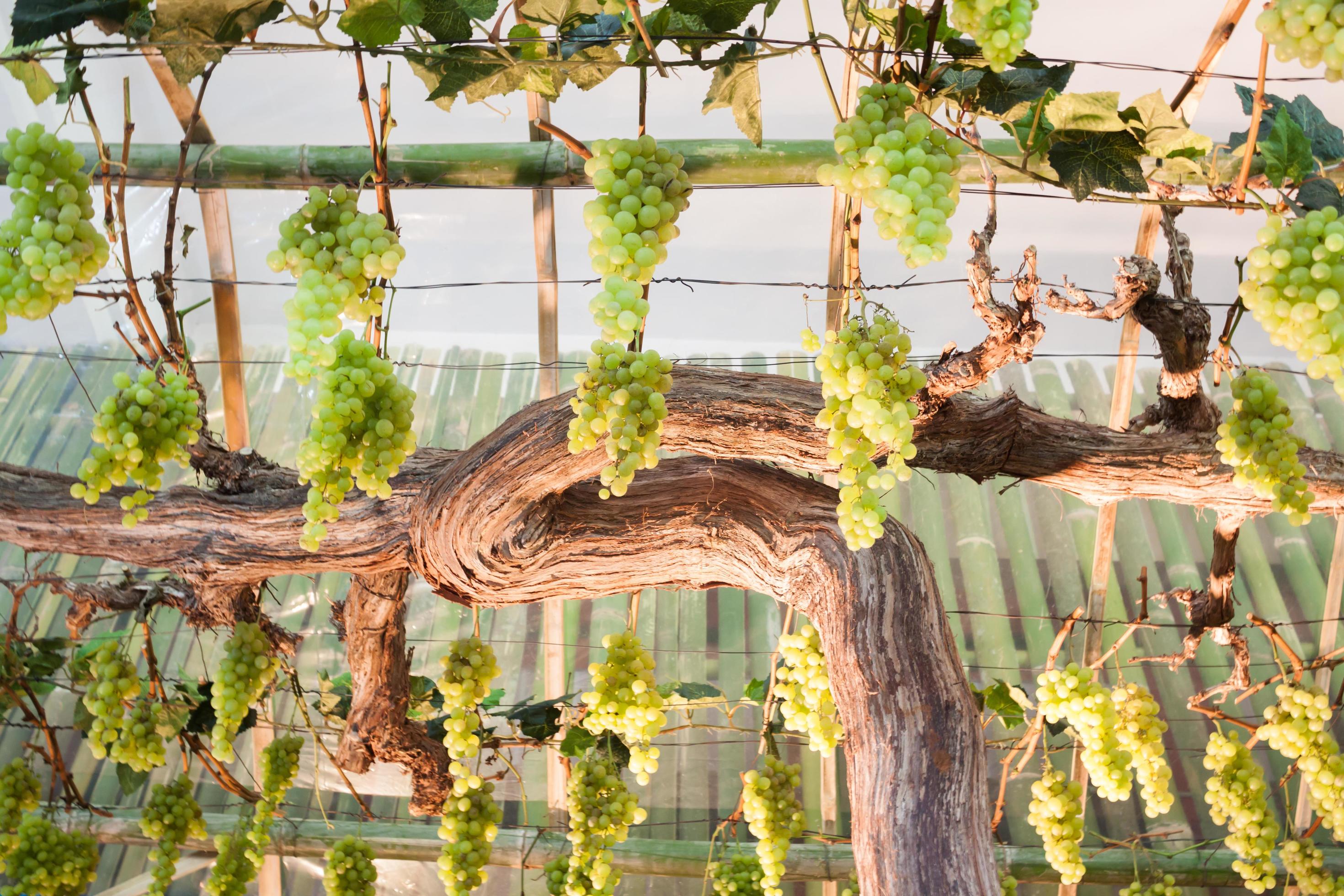 Green grapes hanging from vines 1835855 Stock Photo at Vecteezy