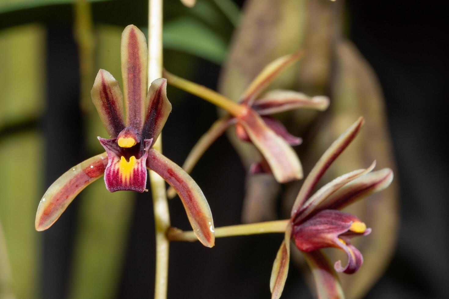 Colorful flowers, close-up photo