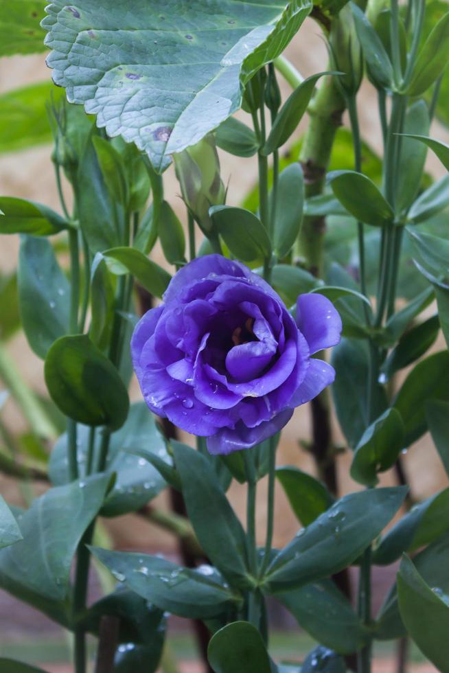 Purple flower with a green background photo