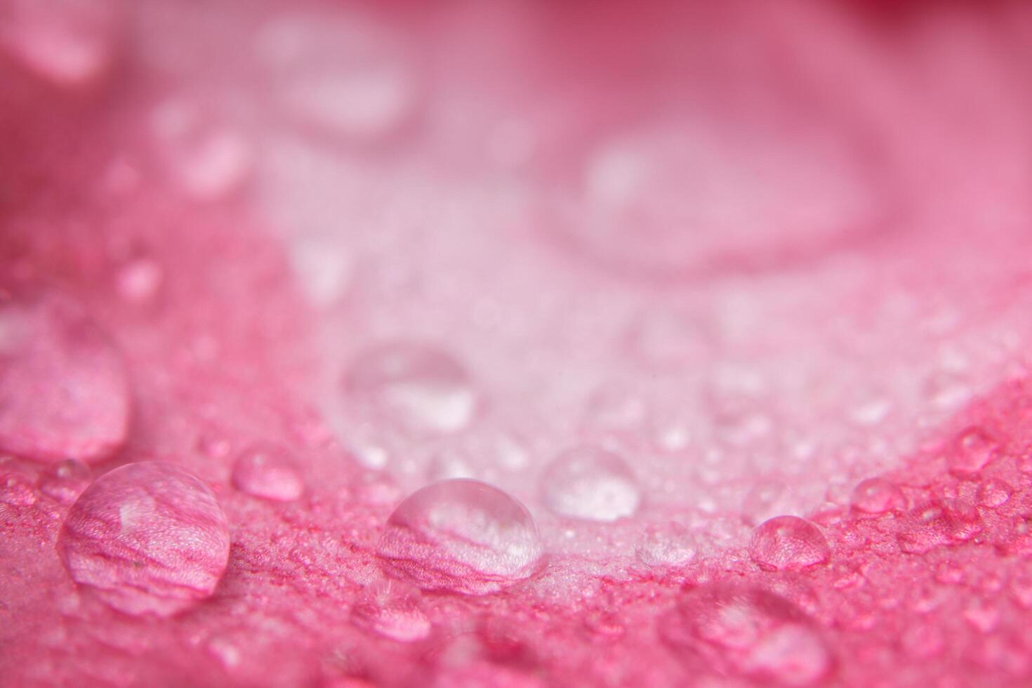 Water drops on flower petals photo