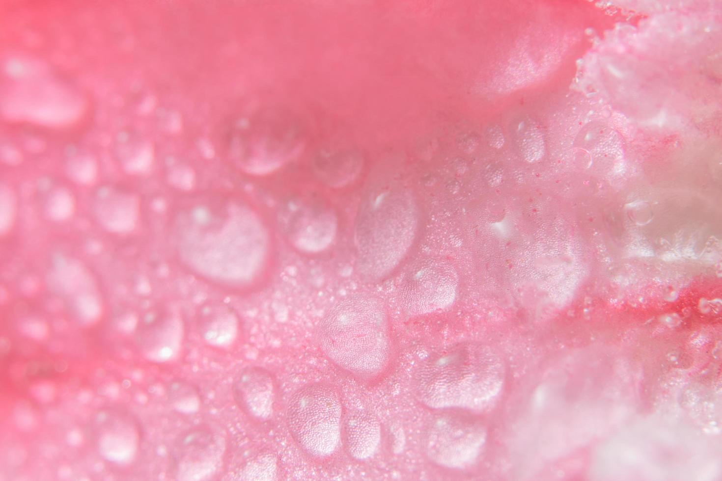 Water drops on flower petals photo