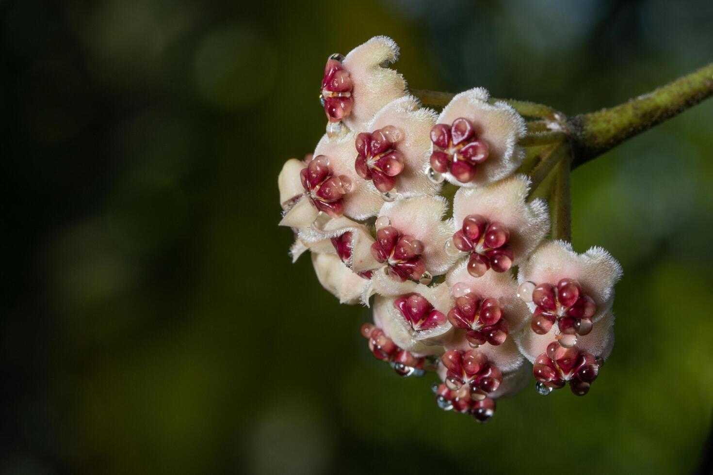 flores hoya, foto de primer plano