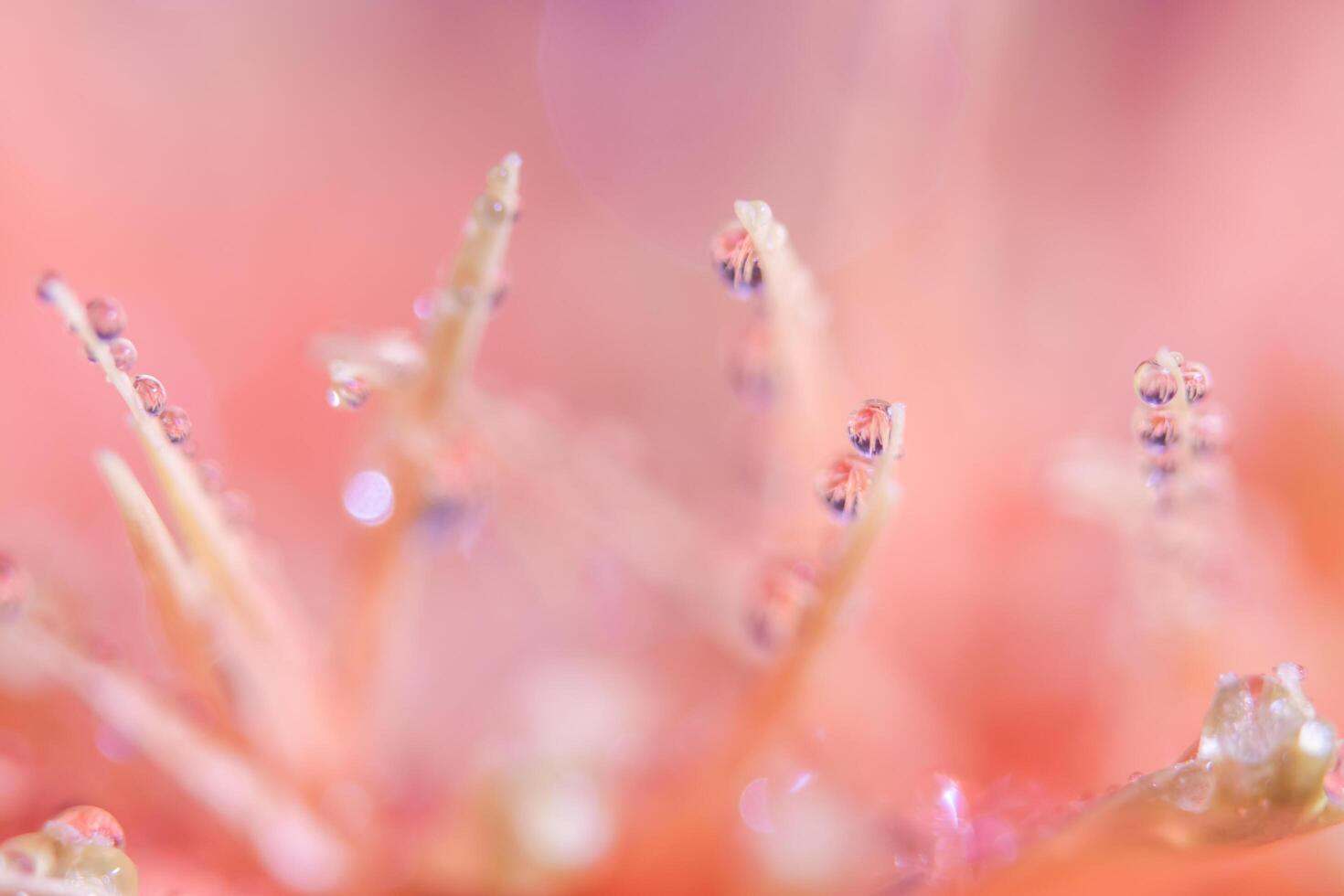 Water drops on flower petals photo