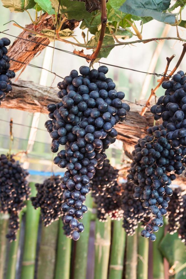 Grapes hanging vines photo