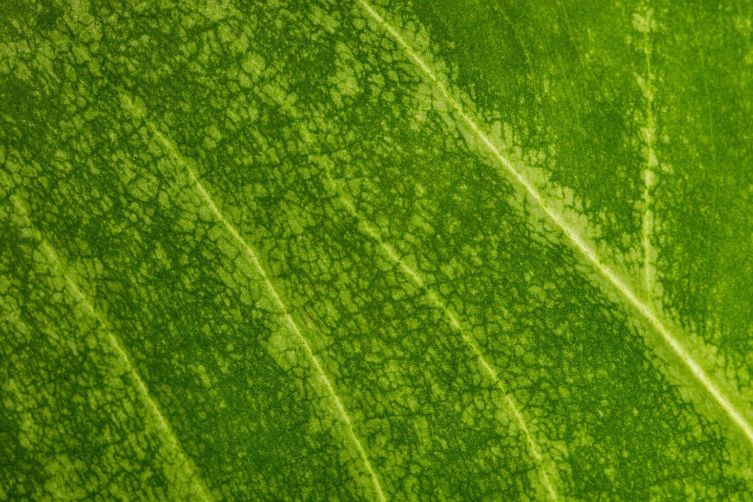 Green leaf background photo