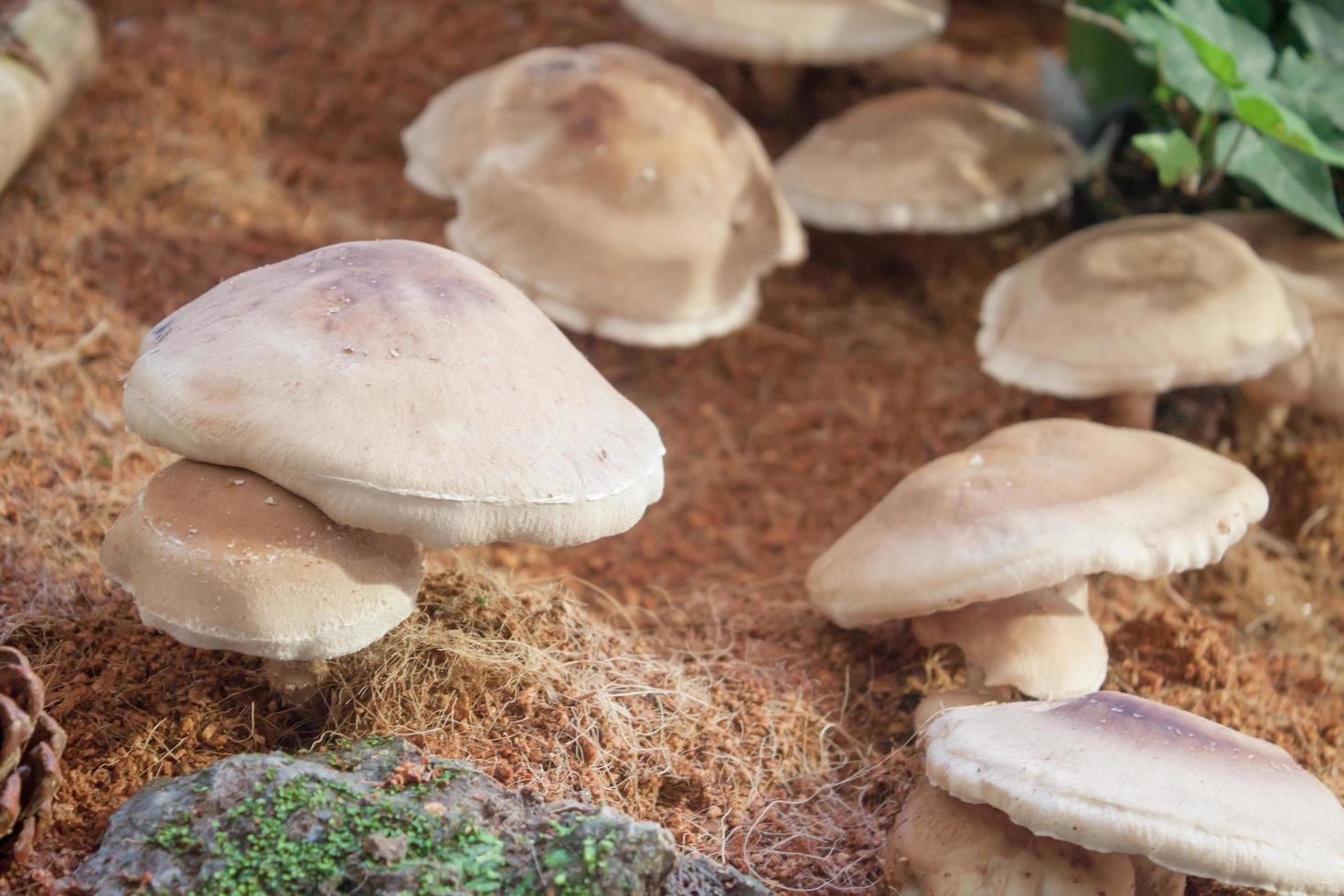 Fresh shiitake mushrooms photo