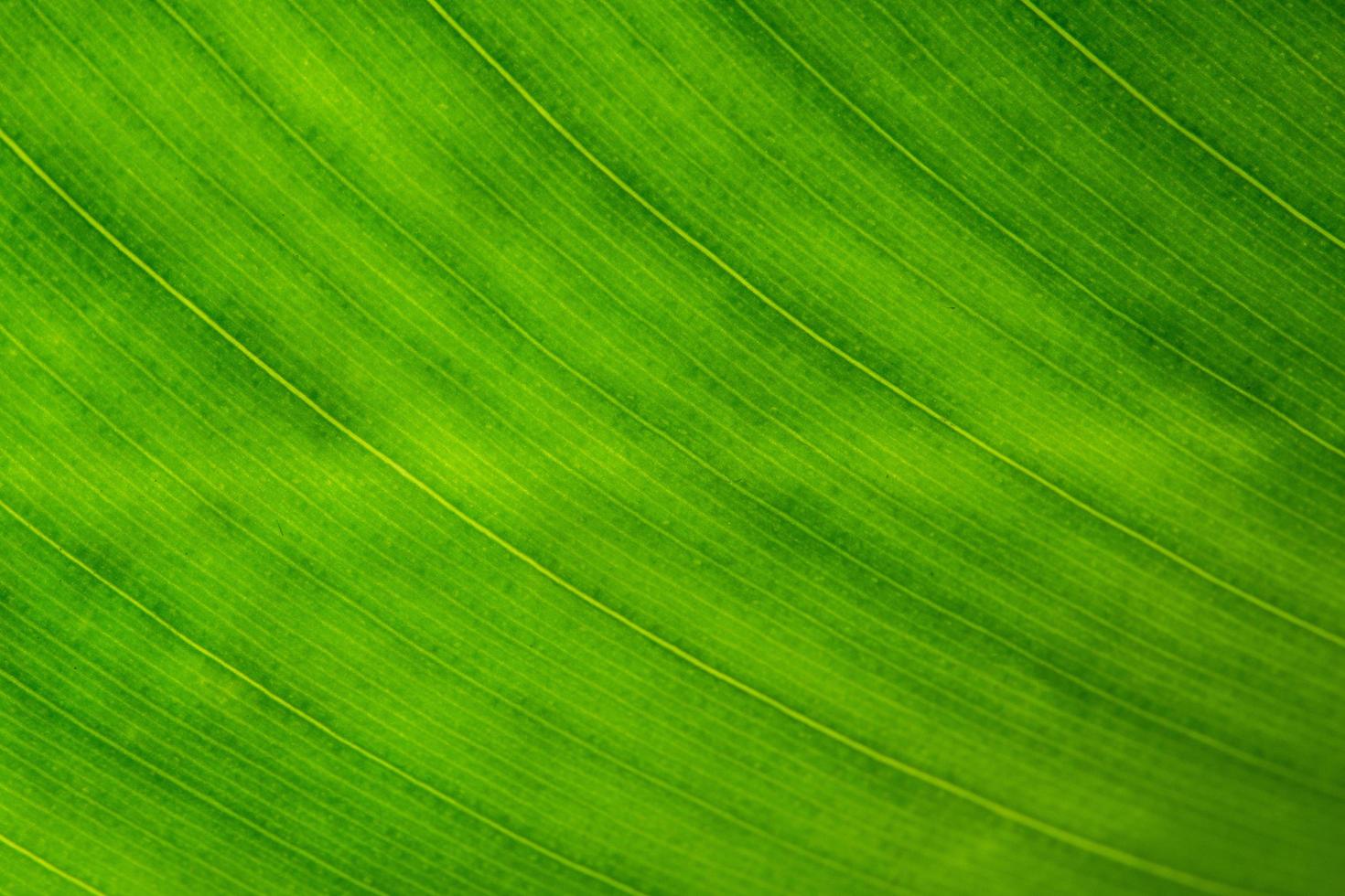 fondo de hoja verde foto