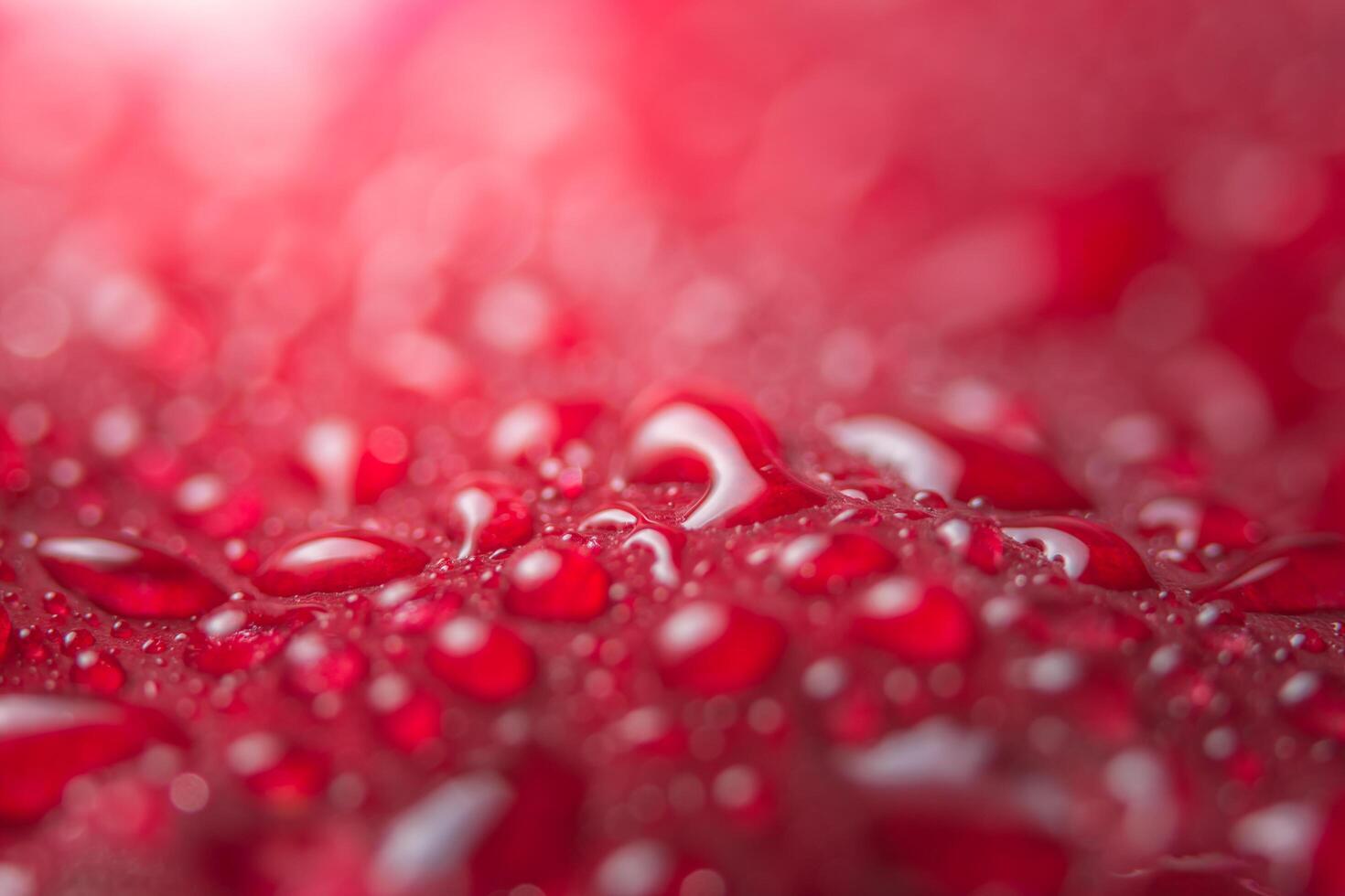 gotas de agua sobre pétalos de flores foto