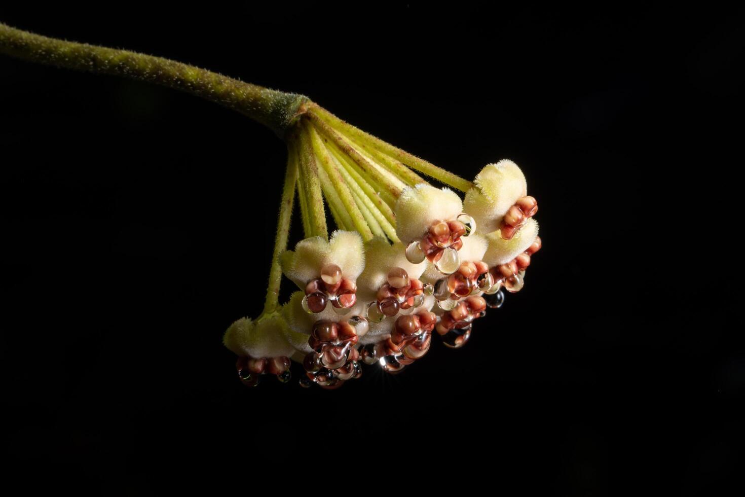 flores hoya, foto de primer plano