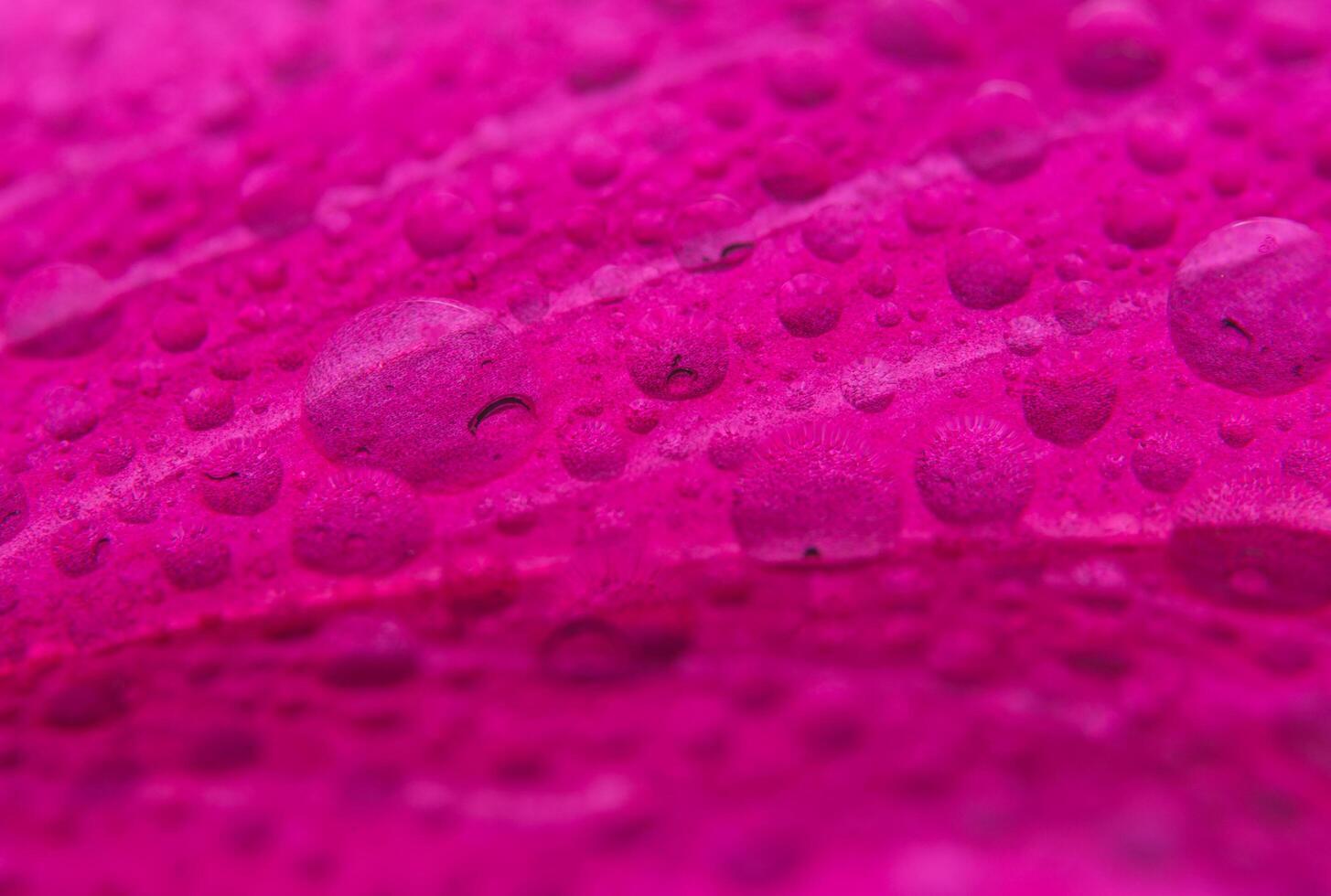 Water drops on flower petals photo