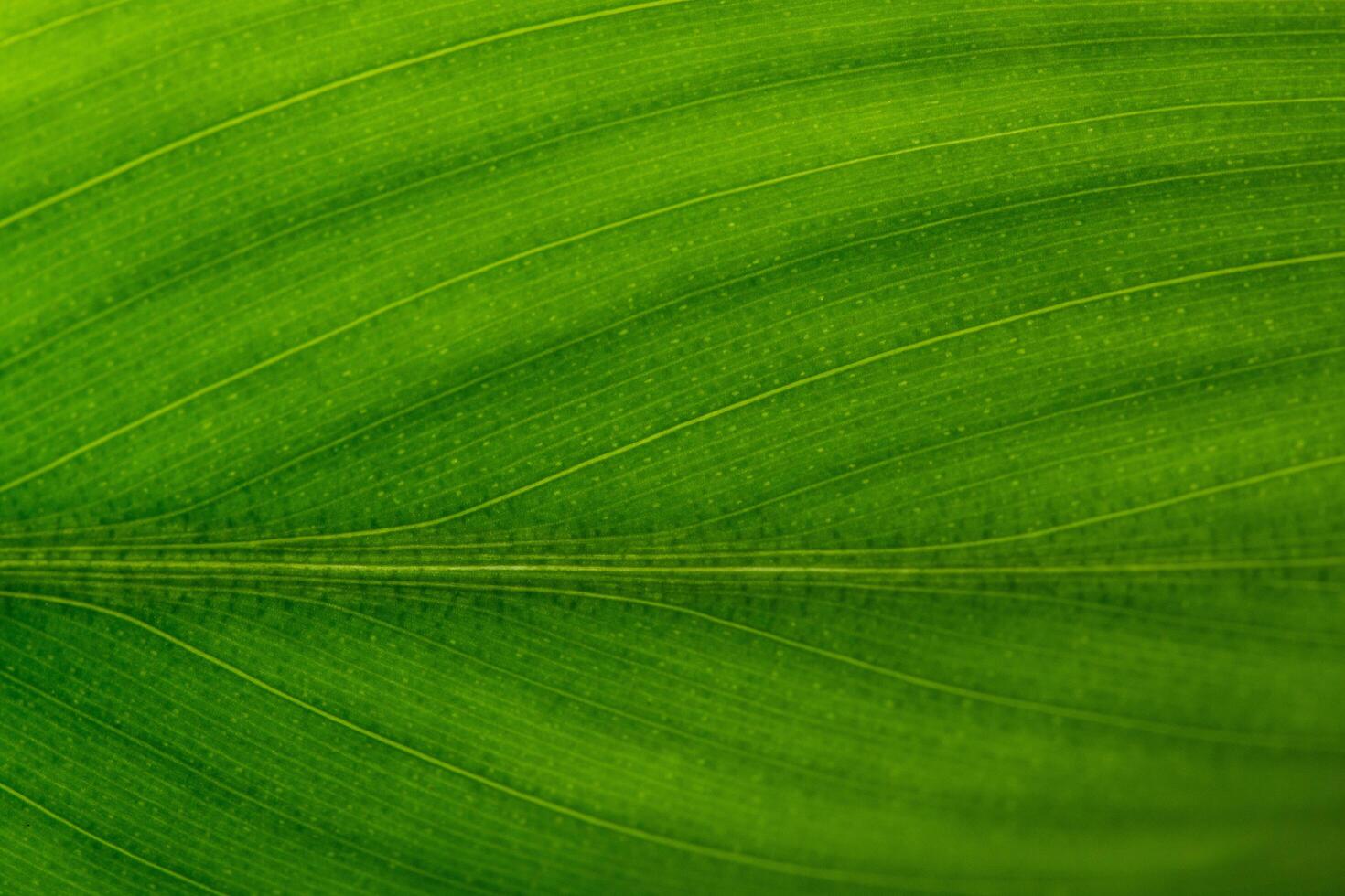 fondo de hoja verde foto