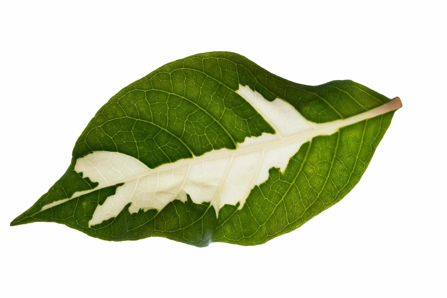 Green leaf on white background photo