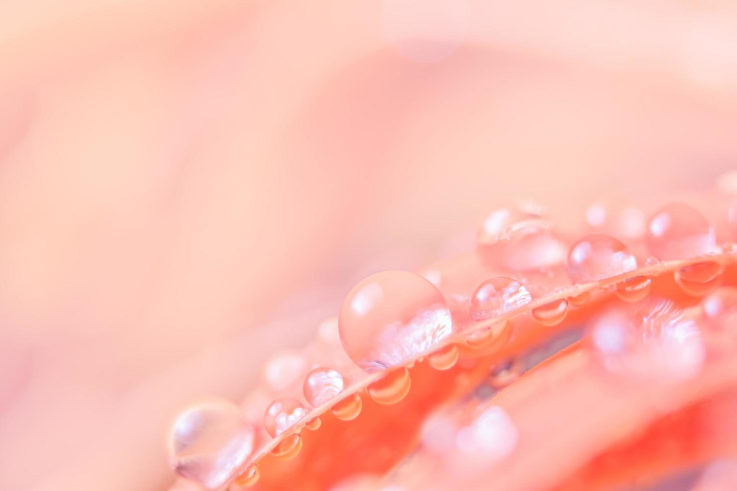 Water drops on flower petals photo