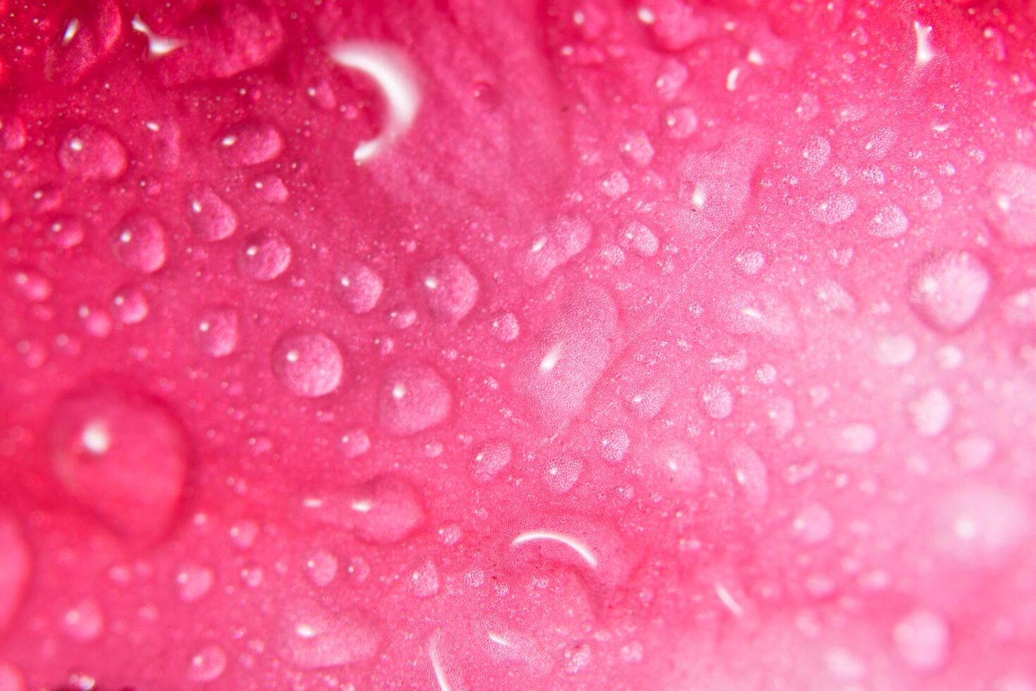 Water drops on flower petals photo