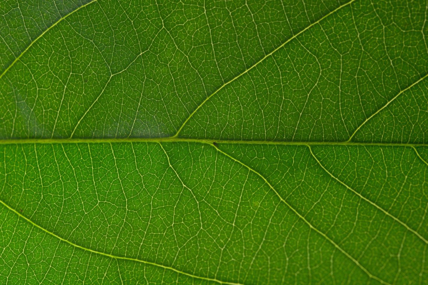 Green leaf background photo