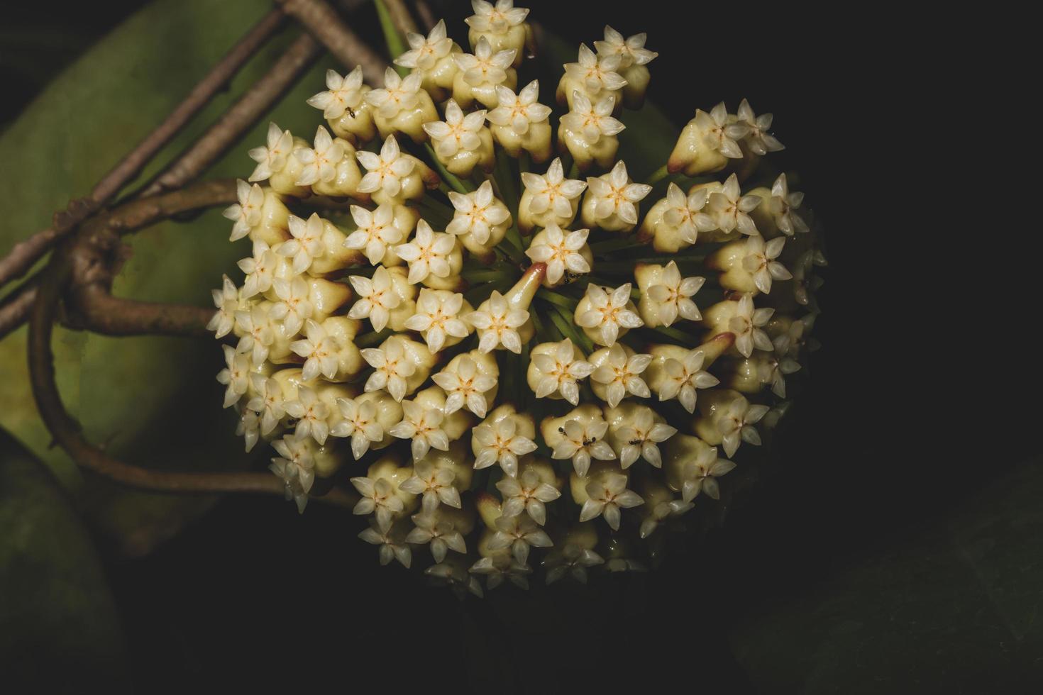 Hoya flowers, close-up photo