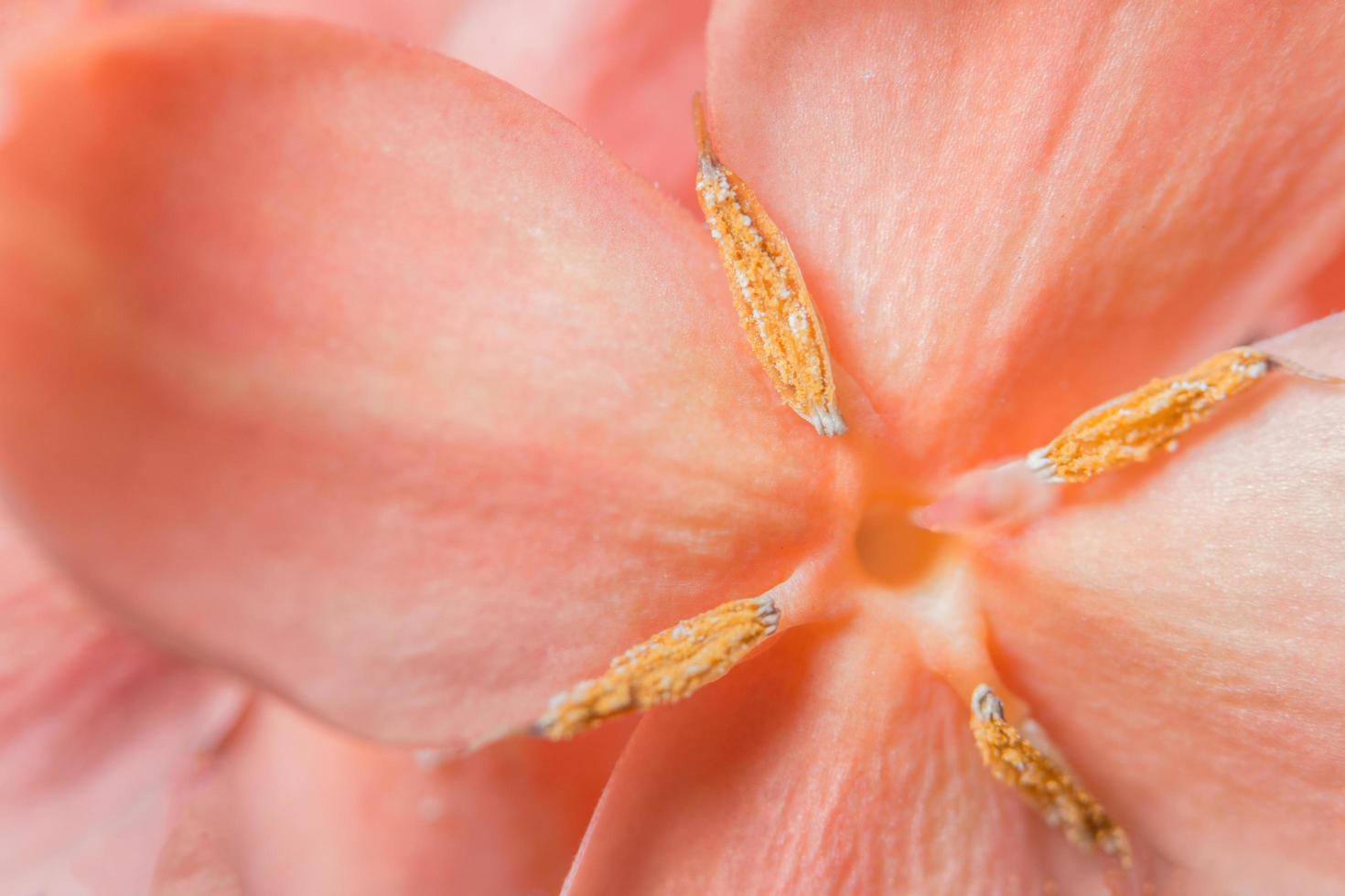 Pink flower, close-up photo