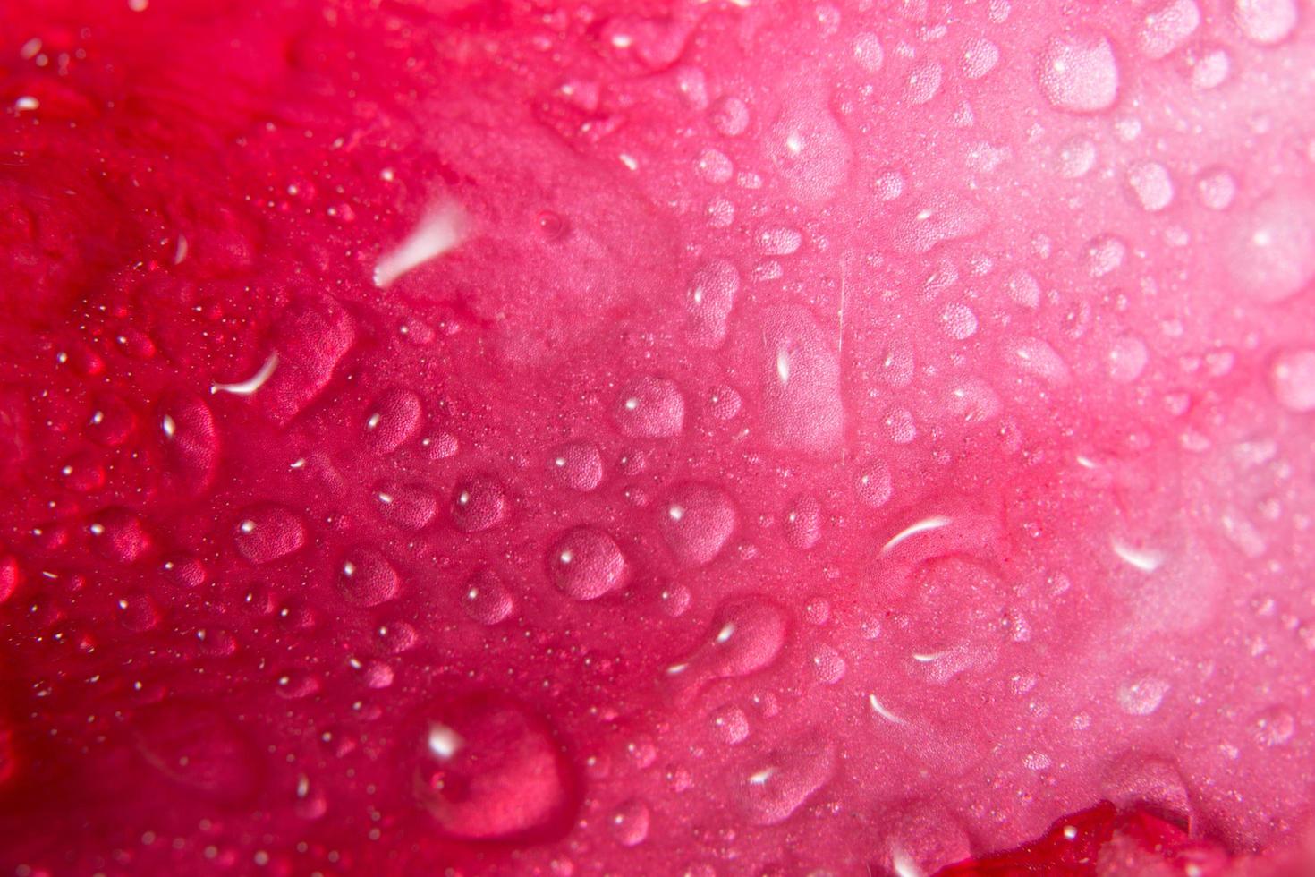 gotas de agua sobre pétalos de flores foto