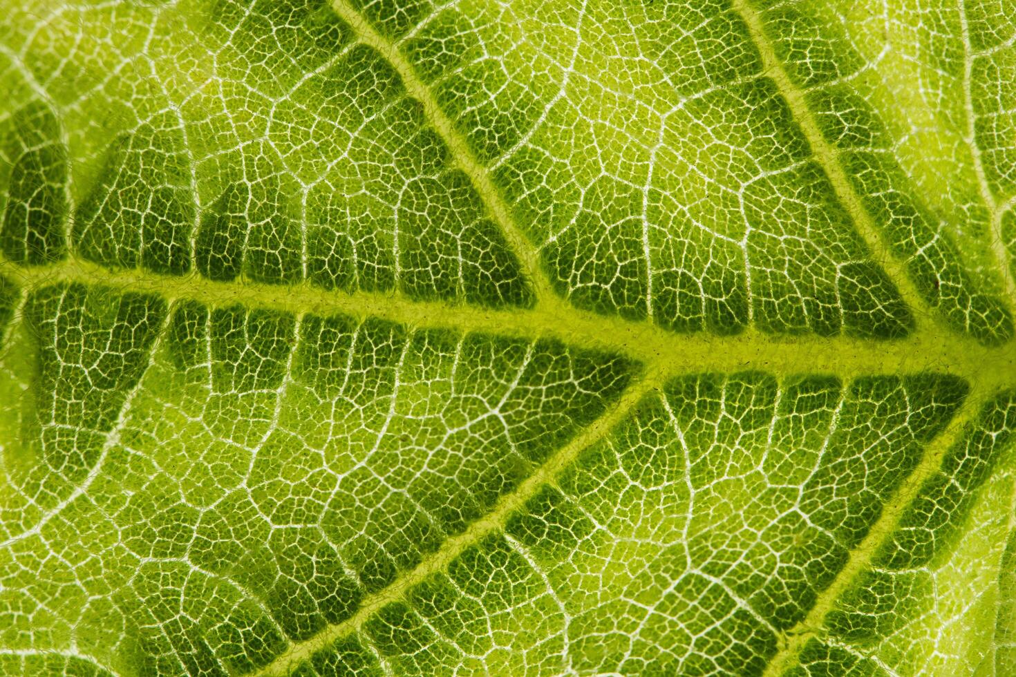 fondo de hoja verde foto