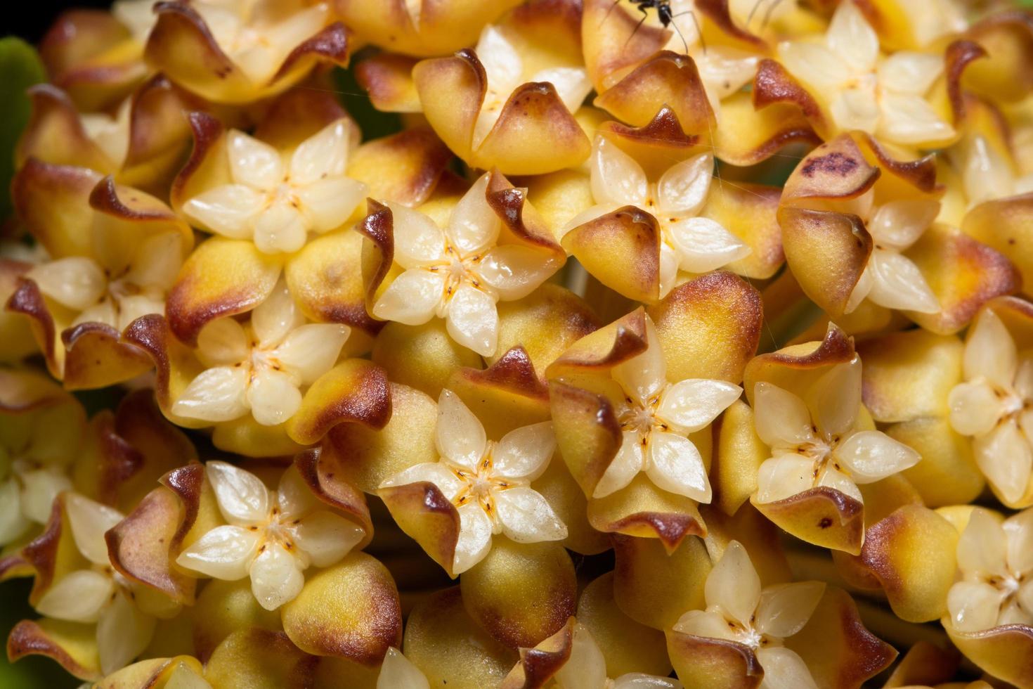 Hoya flowers, close-up photo