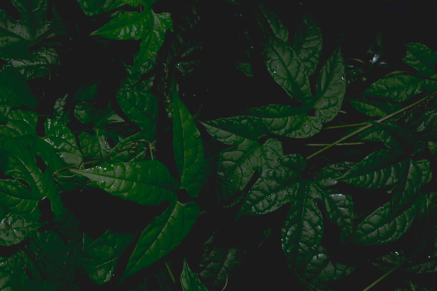 Dark leaves background photo