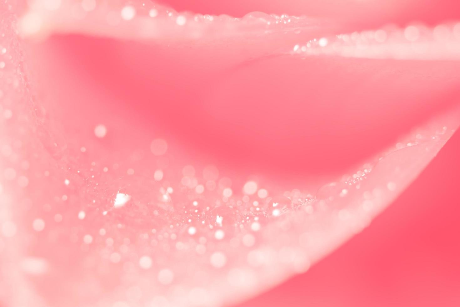 Water drops on flower petals photo