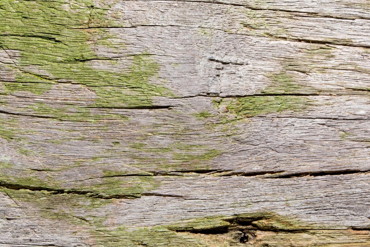 Wood texture background photo