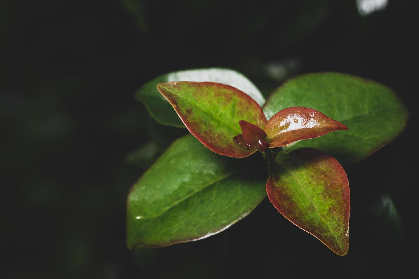 Leaves on black background photo