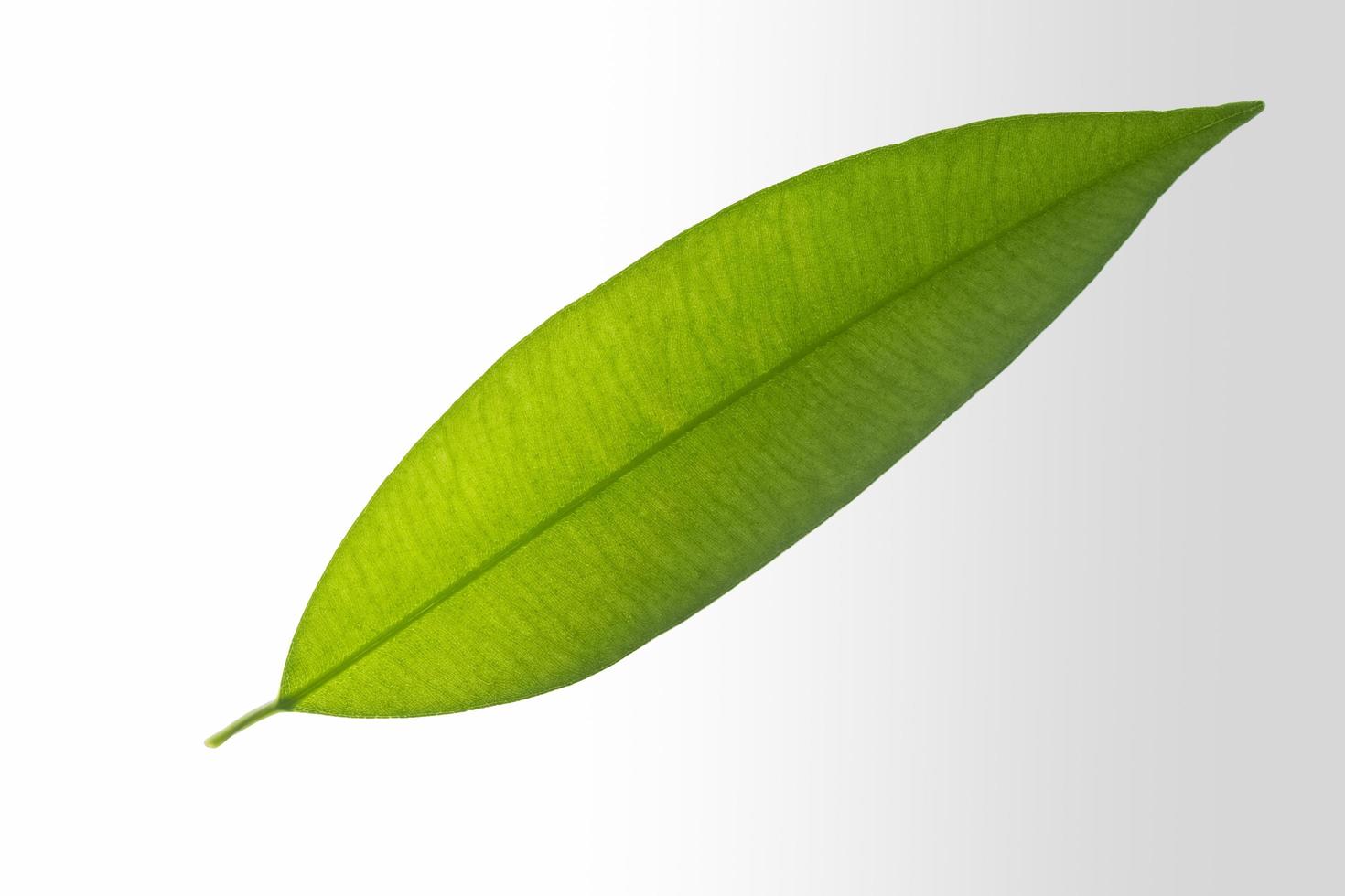 Green leaf on white background photo