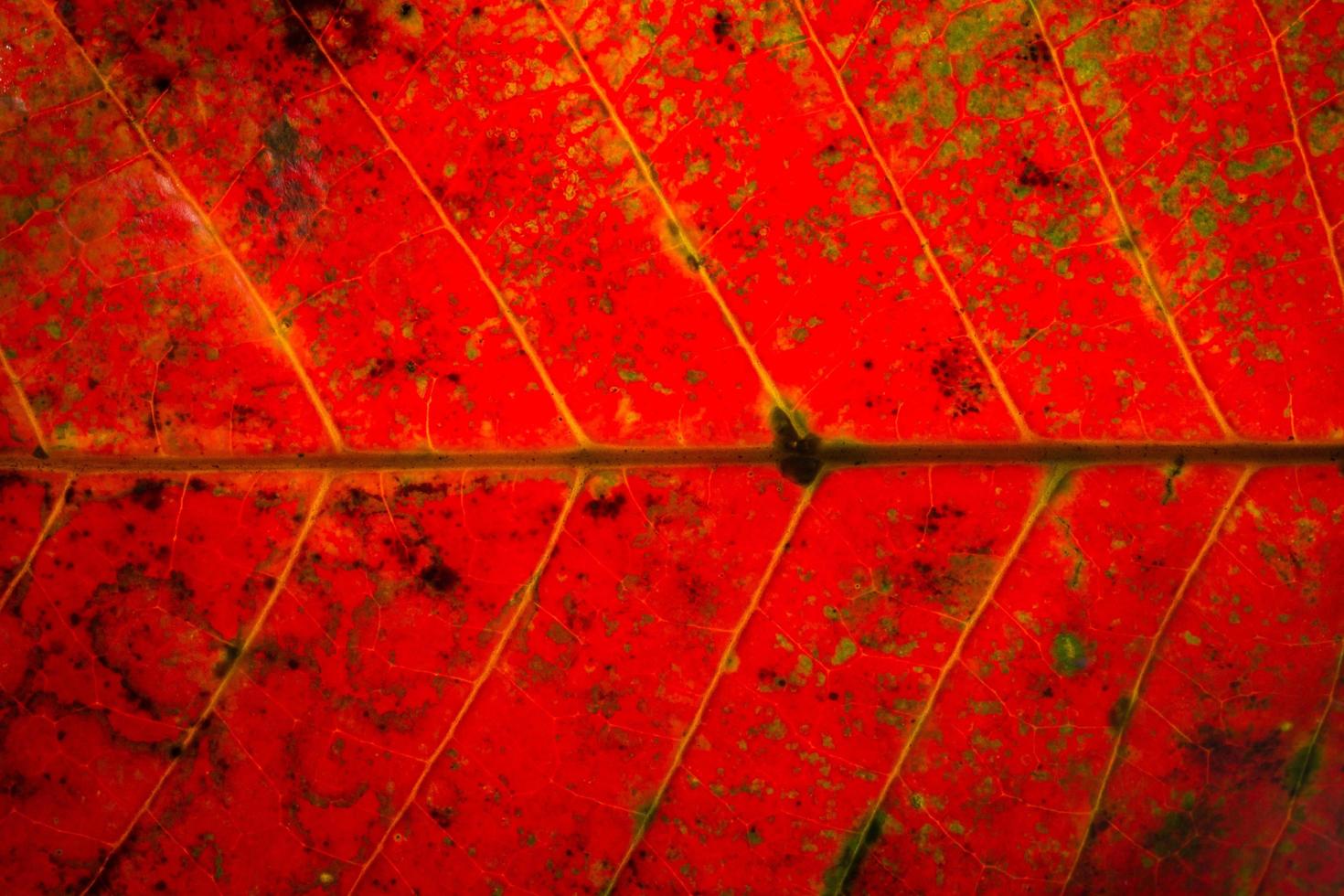 Red leaf background photo
