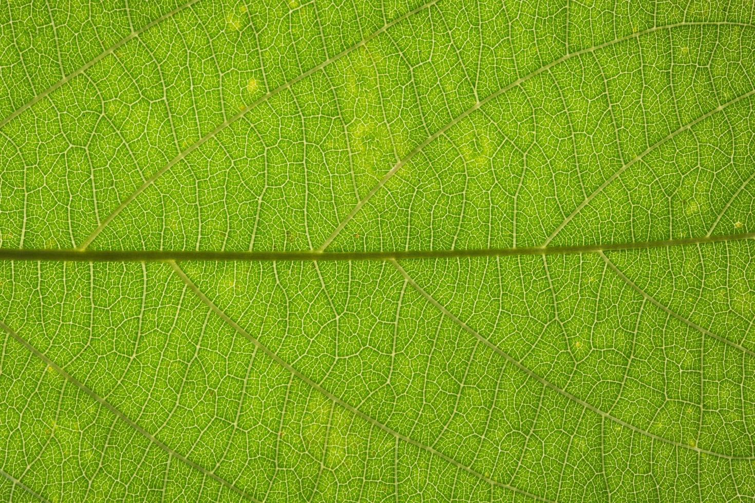 Green leaf background photo