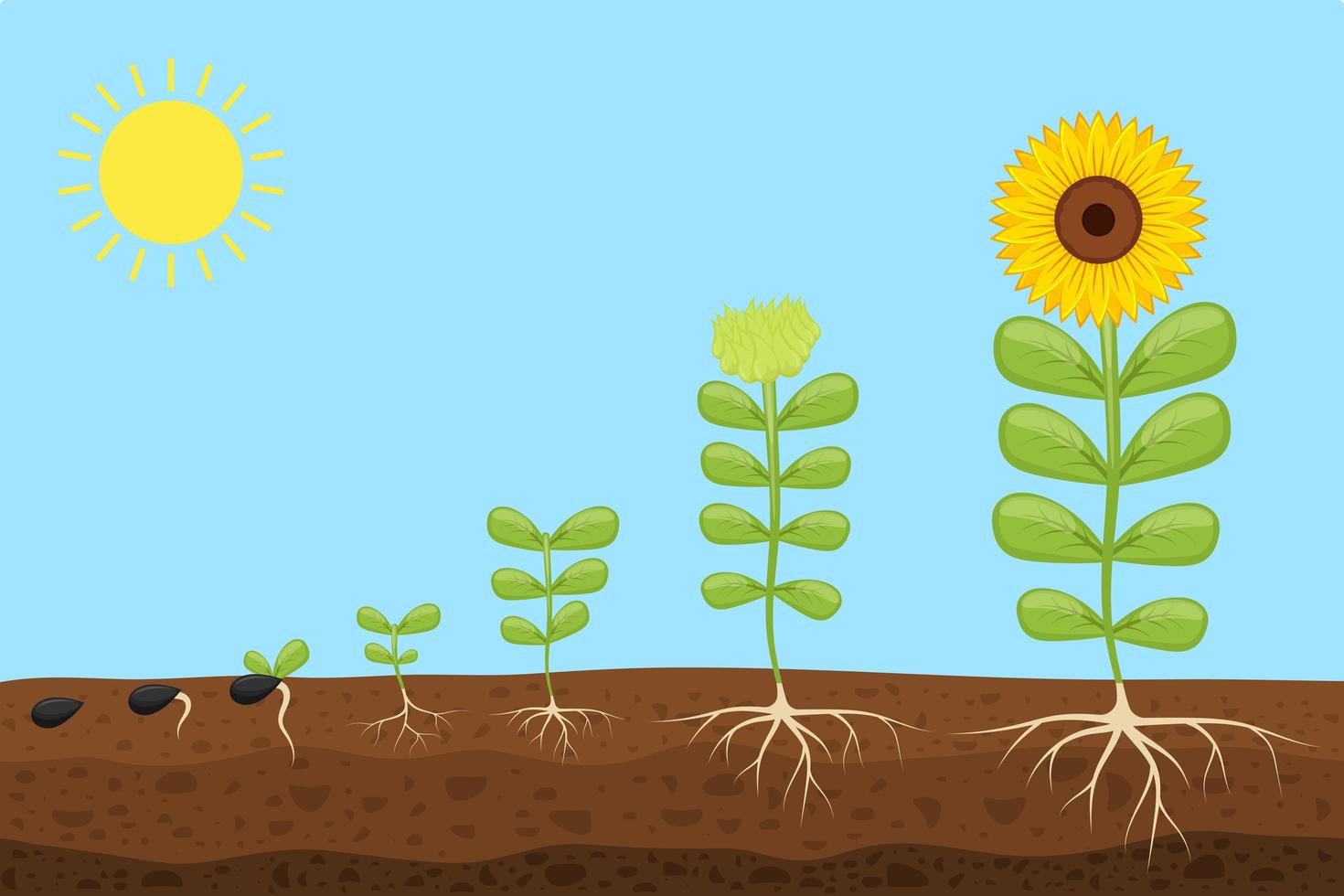 Plant growth stages vector design illustration