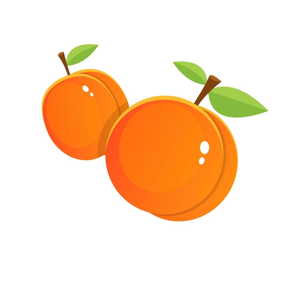 Fresh apricot vector design illustration isolated on white background