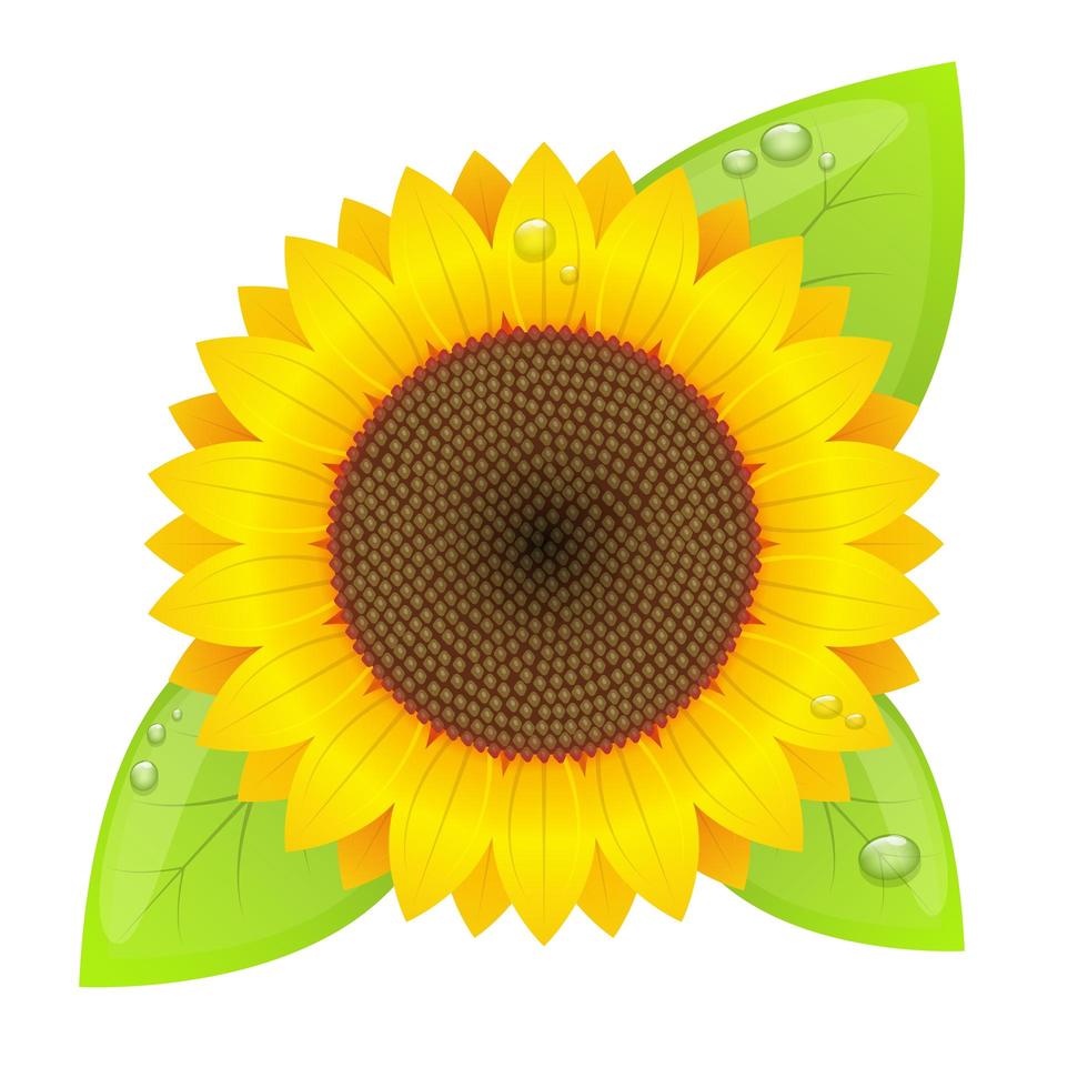 Sunflower vector design illustration isolated on white background