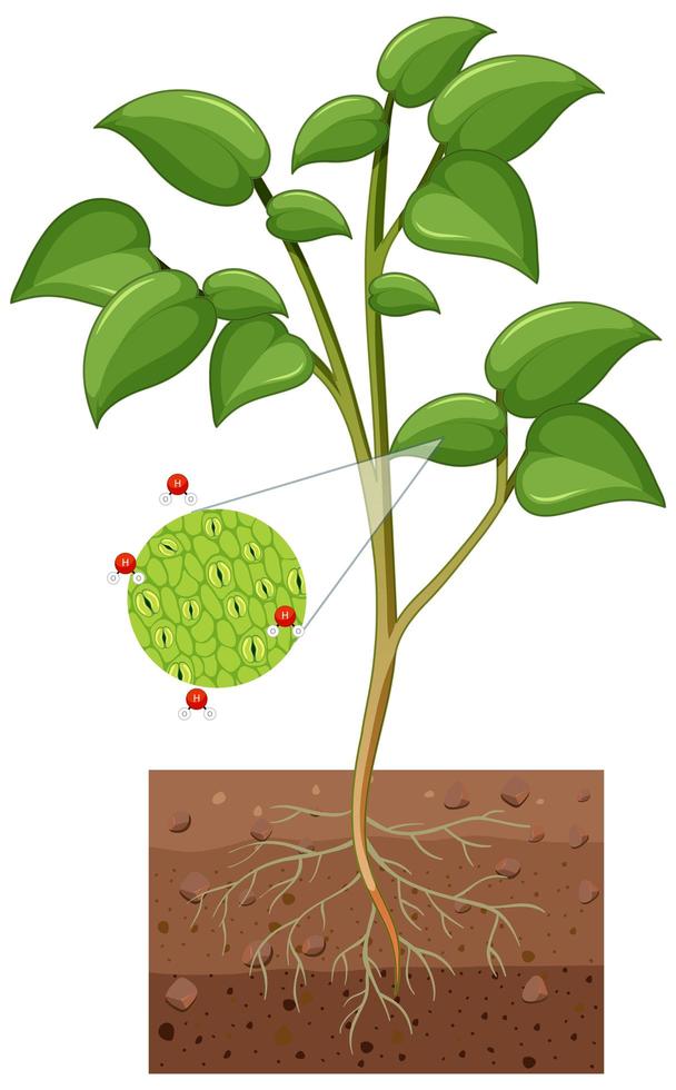 Diagrama que muestra los estomas y la célula protectora de la planta aislada sobre fondo blanco. vector