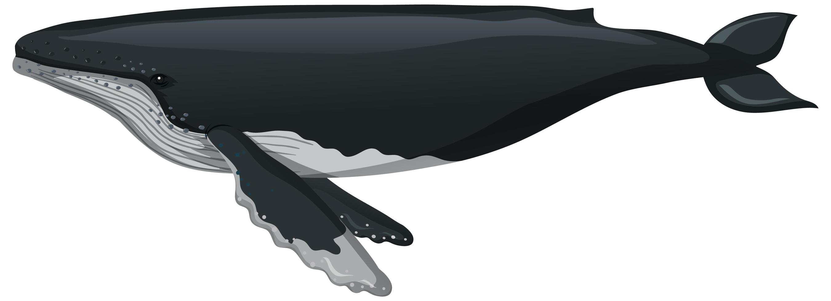 A whale in cartoon style isolated on white background vector