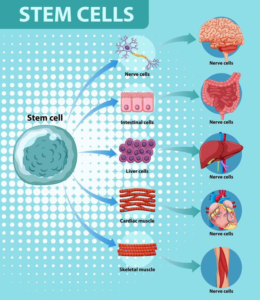 cartel de información sobre células madre humanas vector
