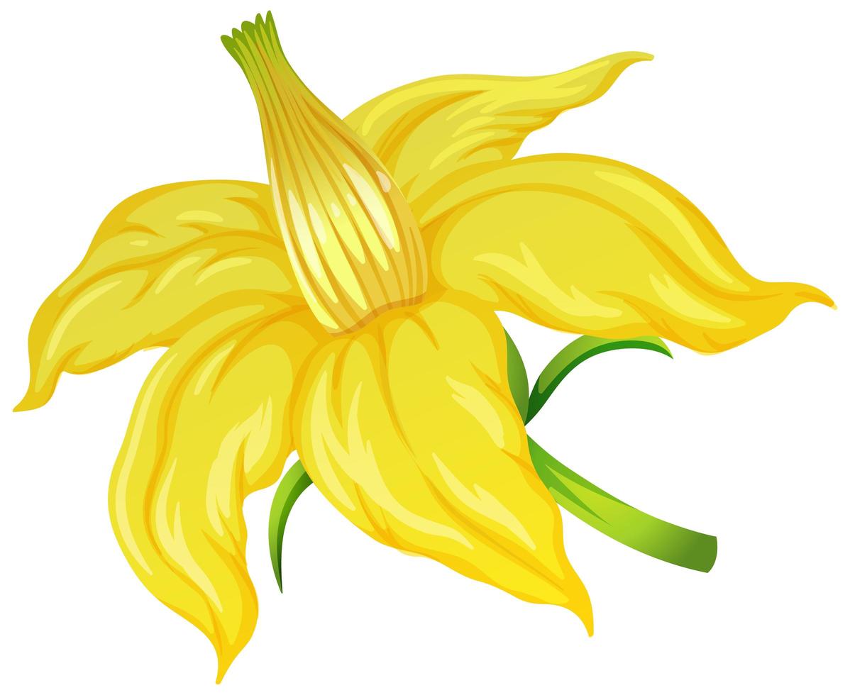 Tomato flower on white background vector