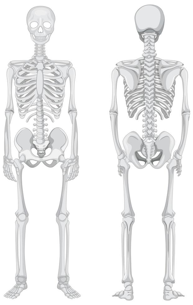 Front and back views of skeleton isolated on white background vector