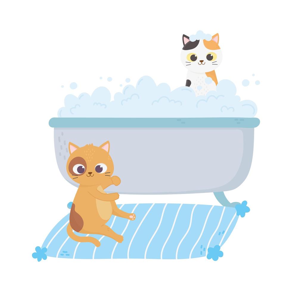 cats make me happy, cat in carpet and kitten in bathtub washing vector